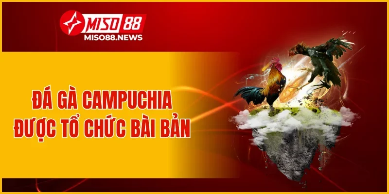 Đá gà Campuchia được tổ chức bài bản