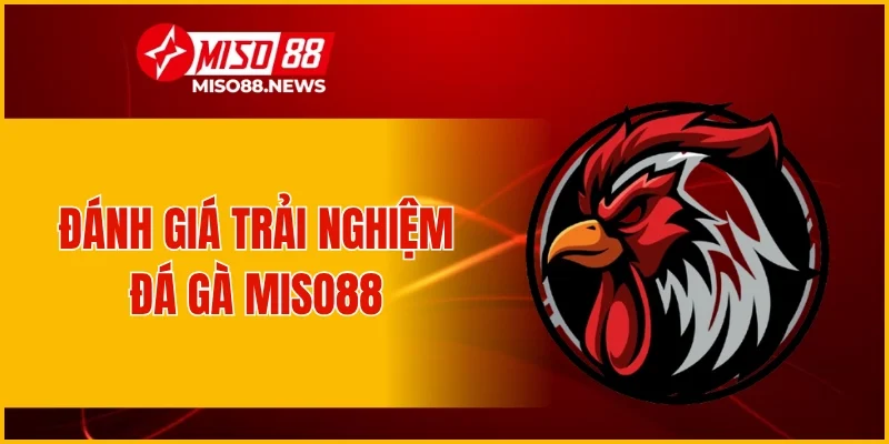 Đánh giá trải nghiệm đá gà Miso88