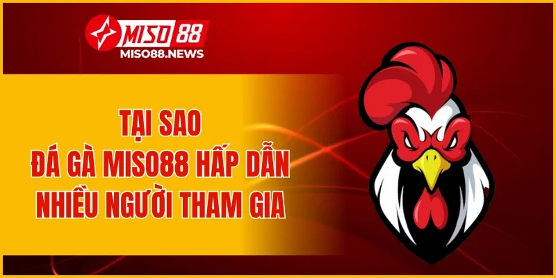 Tại sao đá gà Miso88 hấp dẫn nhiều người tham gia