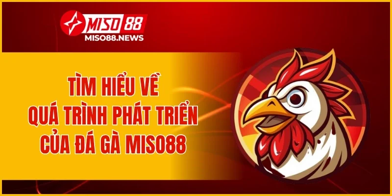 Tìm hiểu về quá trình phát triển của đá gà Miso88